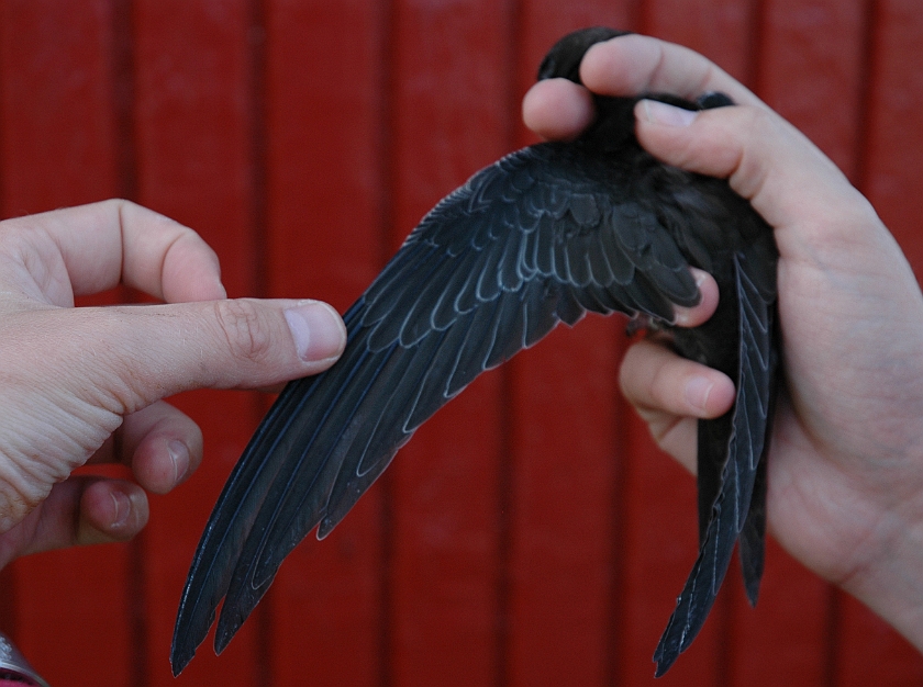 Common Swift, Sundre 20050808